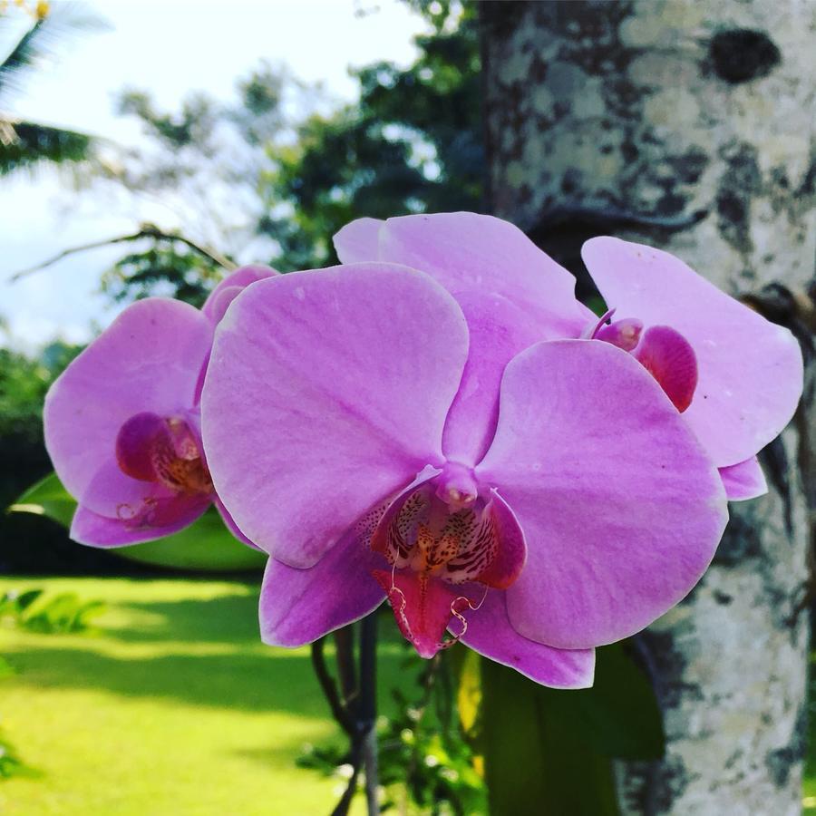 Inn Del Rey Paraty